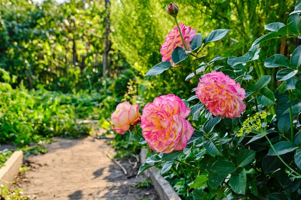 Pink roses growing summer cottage warm summer day