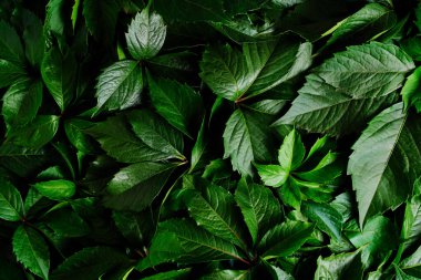 Abstract natural background wall of green foliage