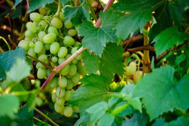 Bunch ripe green grapes, food and fruit