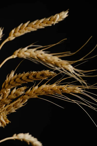 Ears Ripe Wheat Black Background — 스톡 사진