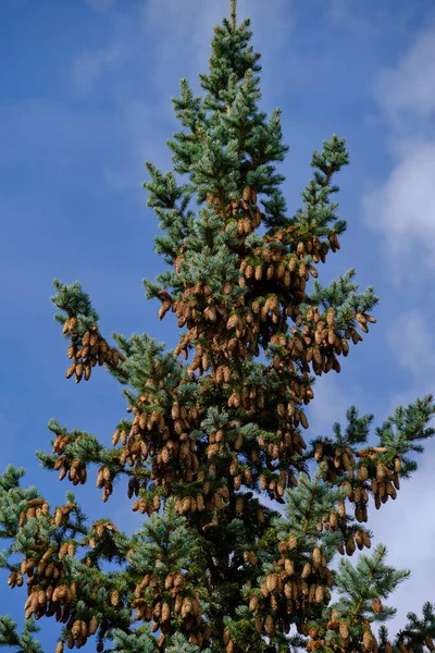 Fir Tree Strewn Cones Blue Sky Background — стоковое фото