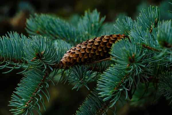 Background Branch Blue Spruce Cone Lying — 图库照片