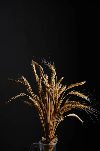 Ears ripe wheat black background