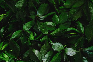 Abstract natural background wall of green foliage