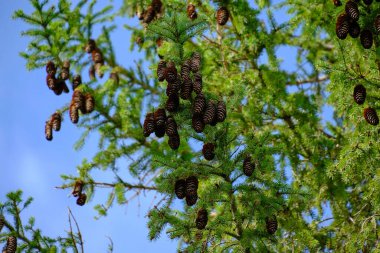 Fir tree is strewn with cones blue sky background