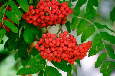 Parlak kırmızı rowan üzümü ve yeşil yeşillik
