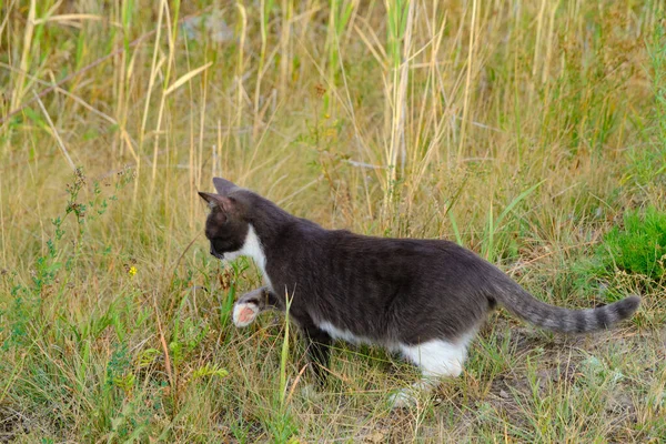 灰色和白色的猫在大自然中走着草 猫在猎食 — 图库照片