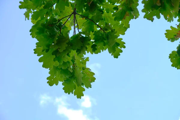 青い空に対して緑の葉を持つオークの枝 — ストック写真