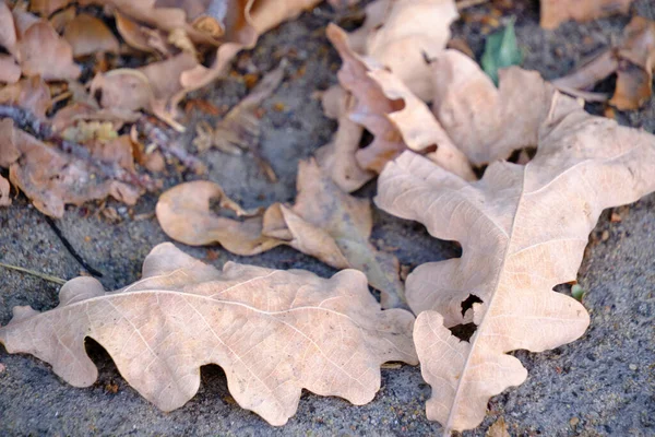 Fallen Leaves Oak Onset Autumn — Stock Photo, Image