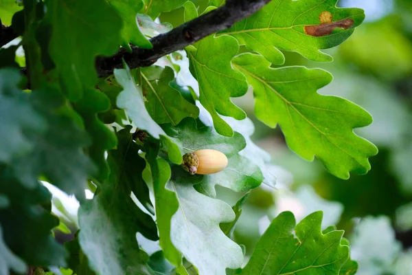 緑のオークの葉と重みのあるアコーン — ストック写真
