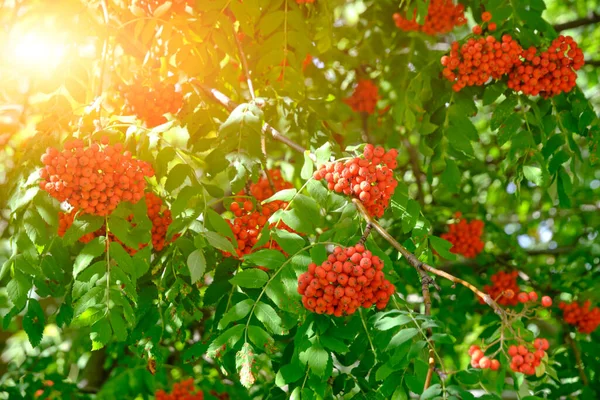 Fresno Maduro Rojo Brillante Montaña Follaje Verde Luz Del Sol — Foto de Stock