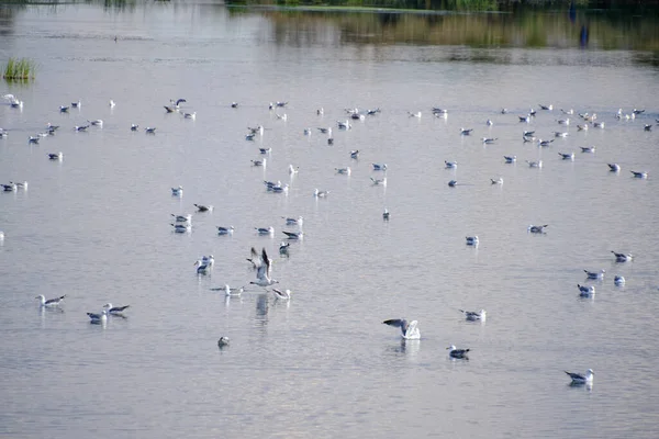 Möwenschwarm Schwimmt See Vögel Bereiten Sich Auf Den Flug Vor — Stockfoto