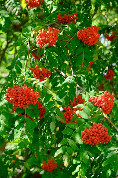 Parlak Kırmızı Rowan Üzümü Yeşil Yeşillik — Stok fotoğraf