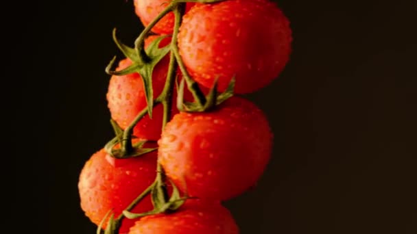 水滴中的樱桃番茄深色底色 — 图库视频影像