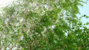 Yeşil yapraklar ve huş dalları güçlü bir rüzgarda sallanıyor.