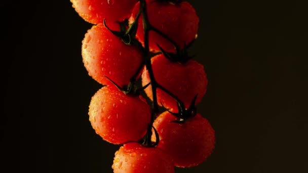 Pomidory Wiśniowe Kropli Wody Ciemne Tło — Wideo stockowe