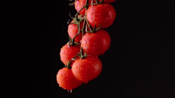 Pomidory Wiśniowe Kropli Wody Ciemne Tło — Wideo stockowe