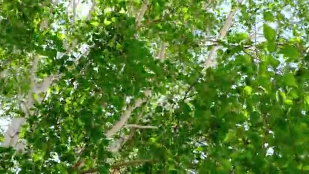绿叶和桦树枝条摇曳着强风 — 图库视频影像