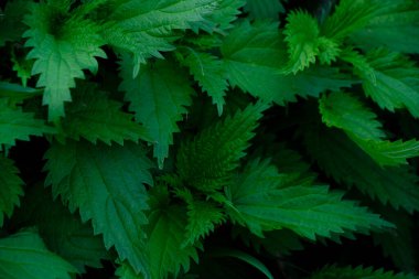 Yeşil ısırgan otu yapraklı arka plan yakın plan