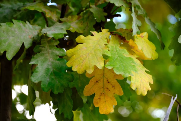 緑と黄色のオークの葉を回し始める — ストック写真
