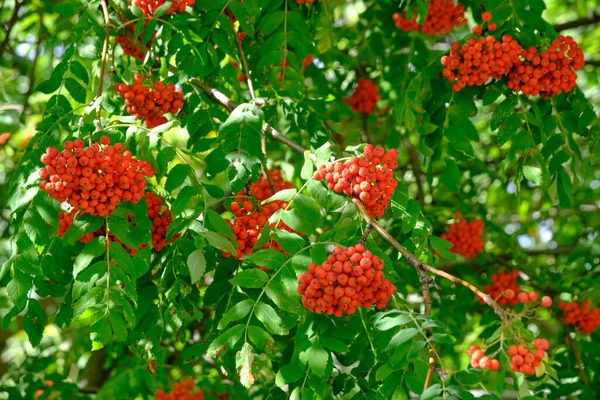 Bright Red Rowan Berry Green Foliage — Stock Photo, Image