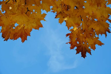 Mavi gökyüzüne karşı sarı sonbahar akçaağaç yaprağı
