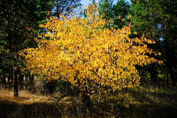 Wild Apple Tree Bright Yellow Foliage Autumn Background Green Pines — Stock Photo, Image