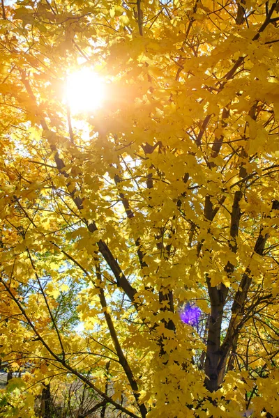 Sun rays breaking through thick yellowed autumn maple foliage