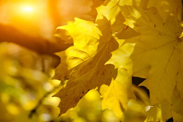 Солнечные Лучи Пробиваются Сквозь Густые Пожелтевшие Осенние Кленовые Листья — стоковое фото