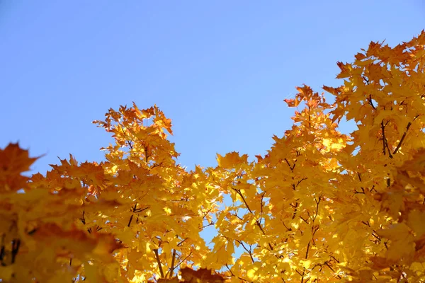 Желтые Осенние Кленовые Листья Фоне Голубого Неба — стоковое фото