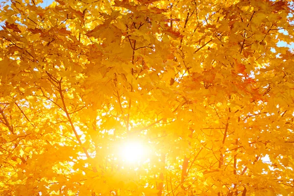 Sun rays breaking through thick yellowed autumn maple foliage