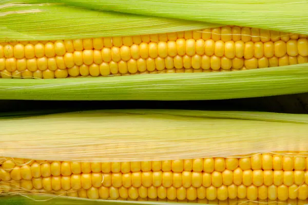 Background Two Ears Corn Closeup — Stock Photo, Image