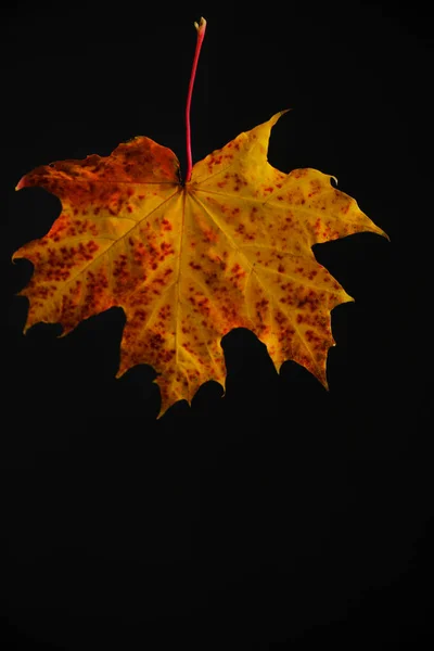 Желтый Осенний Кленовый Лист Черный Фон — стоковое фото