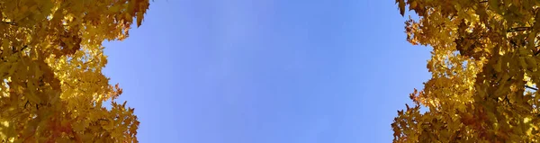 Banner Geelachtig Herfstesdoorn Blad Tegen Blauwe Lucht — Stockfoto