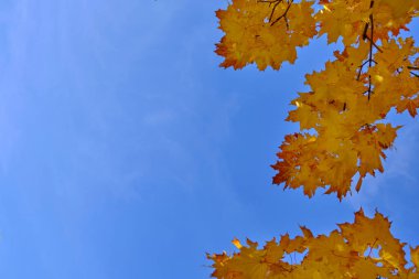Mavi gökyüzüne karşı sarı sonbahar akçaağaç yaprağı