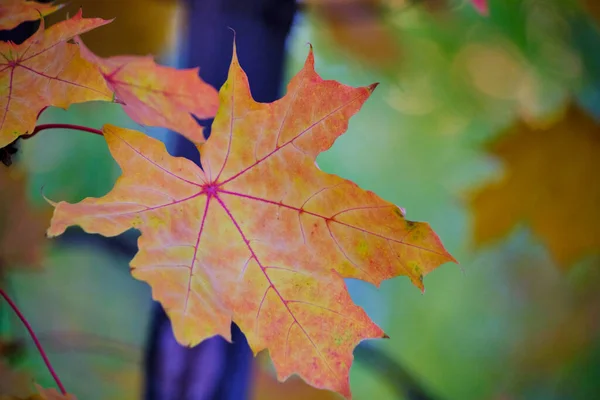Желтые Кленовые Листья Приближением Осени — стоковое фото
