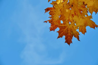 Mavi gökyüzüne karşı sarı sonbahar akçaağaç yaprağı