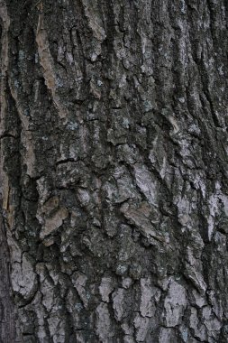 Arka planda yosun kaplı meşe kabuğu