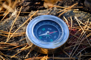 Ormandaki çam iğneleri ve kütükler üzerinde pusula