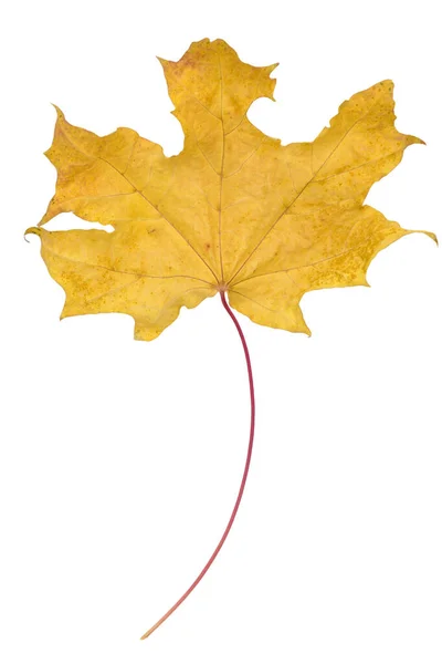 Сухой Желтый Осенний Кленовый Лист Белом Фоне Изолировать — стоковое фото