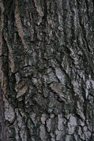 Pozadí Dubová Kůra Pokrytá Mechem — Stock fotografie