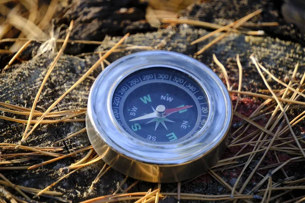 Compass Stump Pine Needles Forest — Stock Photo, Image