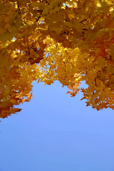 Желтые Осенние Кленовые Листья Фоне Голубого Неба — стоковое фото