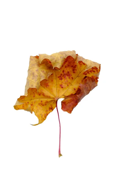 Сухой Покрасневший Осенний Кленовый Лист Белом Фоне Изолировать — стоковое фото