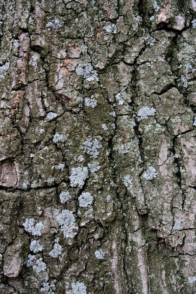 Background Oak Bark Covered Moss — Stock Photo, Image