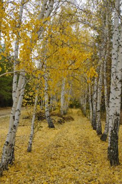 Sonbahar ormanlarında huş ağaçları arasında düşmüş ve sararmış huş yaprakları.