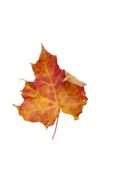 Сухой Покрасневший Осенний Кленовый Лист Белом Фоне Изолировать — стоковое фото