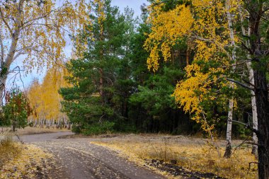 Sonbahar çam ağacı huş ormanında köy yolu