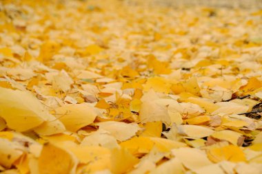 Soyut arkaplan, düşmüş sarı huş yaprakları, sonbahar motifleri