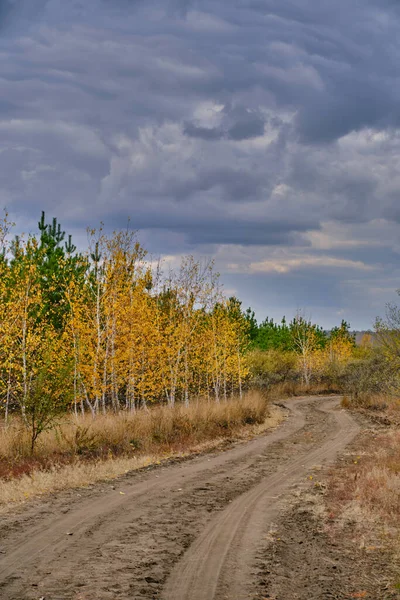 Camino Campo Bosque Abedul Pino Otoño Contra Telón Fondo Nubes — Foto de Stock